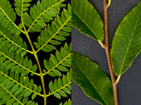 Leaves Image