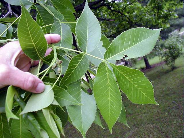 Few Leaflets Image