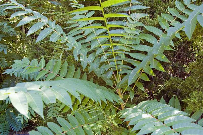 Many Leaflets Image