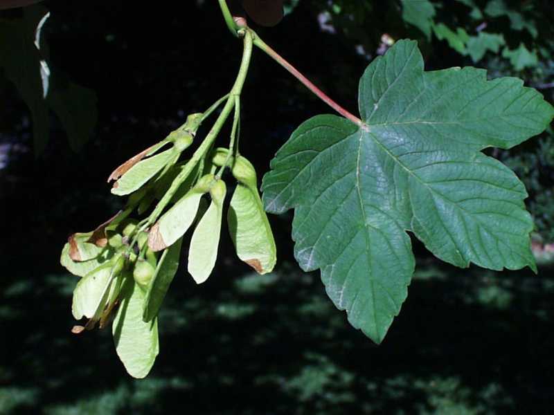 Winged Seeds Image